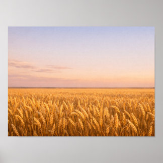Golden Wheat Field at Pastel Sunset Landscape Poster