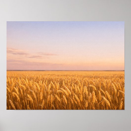Golden Wheat Field at Pastel Sunset Landscape Poster (Vorne)