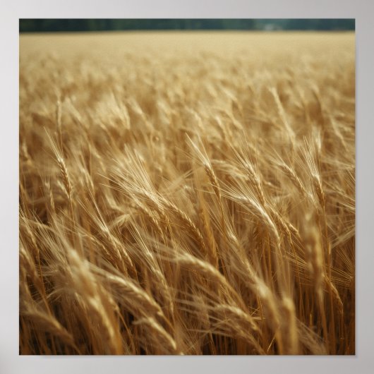 Golden Wheat Fields Poster (Vorne)