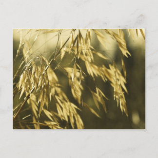 Golden Wheatgrass Fine Art Fotografy Postkarte