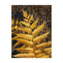 Golden Yellow Fern Herbstlaubs Foto