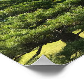 Golden Yellow Ginkgo and Pine Tree Poster (Ecke)