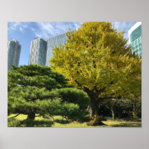 Golden Yellow Ginkgo and Pine Tree