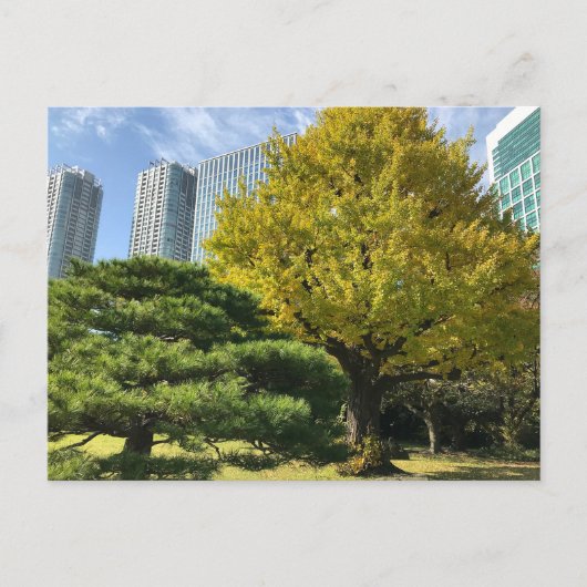 Golden Yellow Ginkgo and Pine Tree Postkarte (Vorderseite)