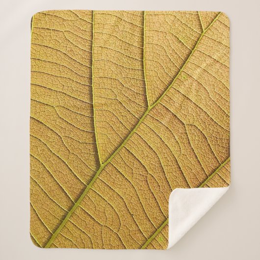 Golden yellow leaf pattern in the morning. sherpadecke (Vorderseite)