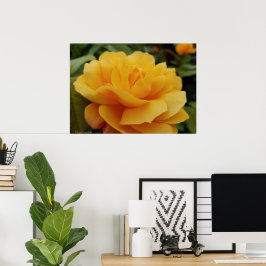 Golden Yellow Rose Blossom Blume Foto Poster