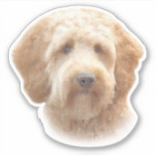 Goldendoodle Aufkleber (Vorderseite)