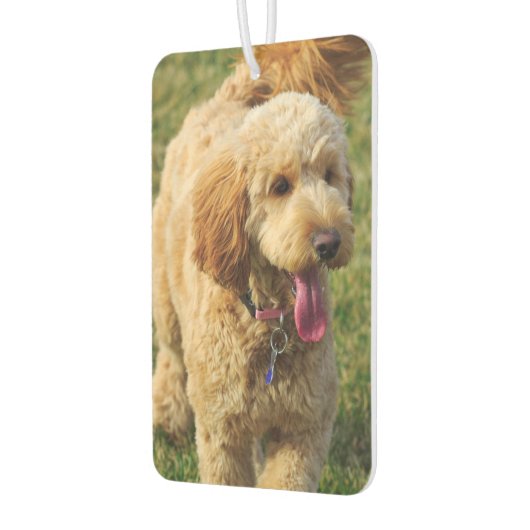 Goldendoodle Autolufterfrischer (Links)