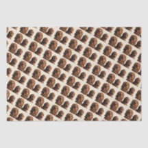 Goldendoodle Brothers