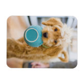 Goldendoodle Carry Dinner Bowl Magnet (Horizontal)