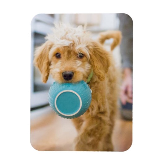 Goldendoodle Carry Dinner Bowl Magnet (Vertikal)