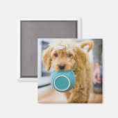 Goldendoodle Carry Dinner Bowl Magnet (Vorderseite/Rückseite)
