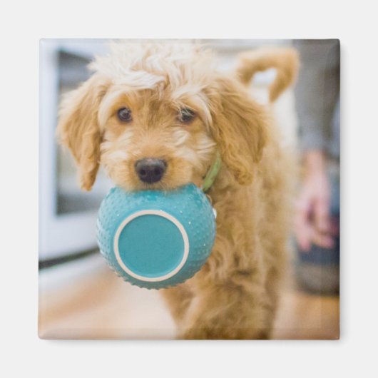 Goldendoodle Carry Dinner Bowl Magnet (Vorne)