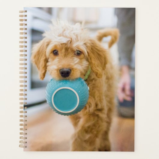 Goldendoodle Carry Dinner Bowl Planer (Vorderseite)