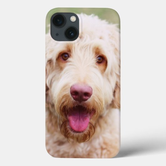 Goldendoodle Case-Mate iPhone Hülle (Rückseite)