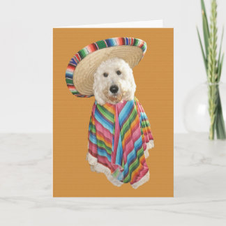 Goldendoodle Cinco Karte Des Mayo