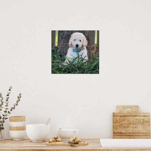 Goldendoodle Dog Poster (Küche)