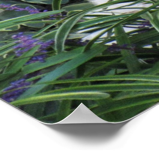 Goldendoodle Dog Poster (Ecke)