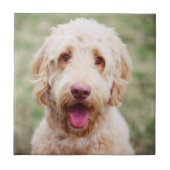 Goldendoodle Fliese (Vorderseite)