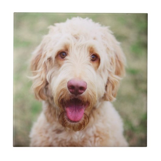 Goldendoodle Fliese (Vorderseite)