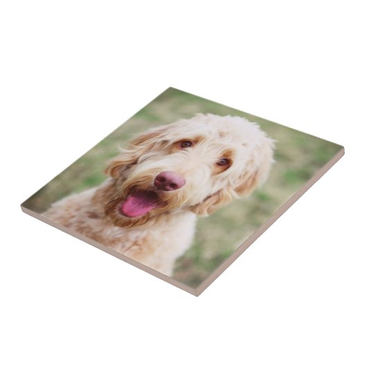 Goldendoodle Fliese (Seite)