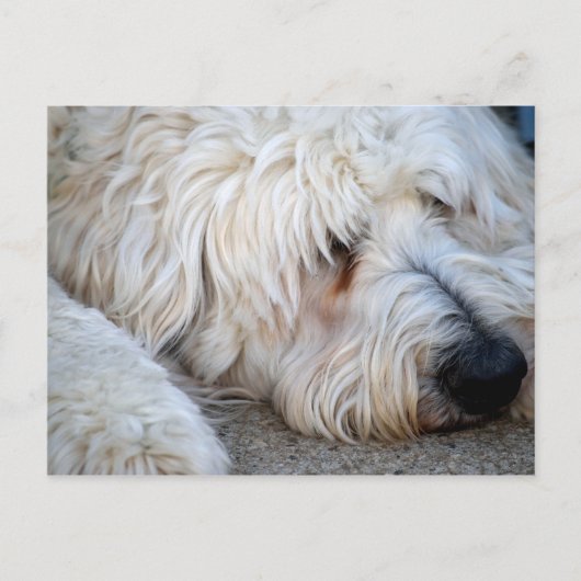 Goldendoodle-Hintergrund Postkarte (Vorderseite)
