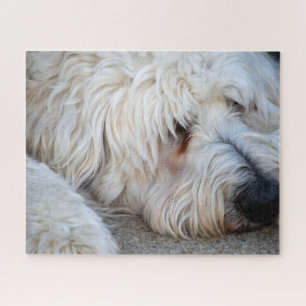Goldendoodle-Hintergrund Puzzle