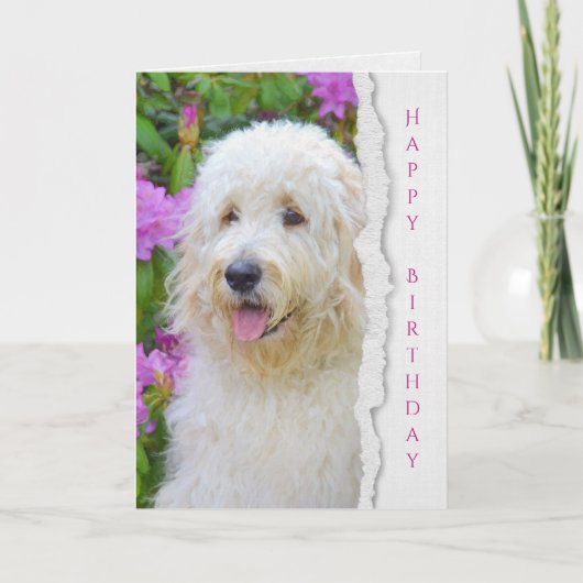 Goldendoodle Hund im Gartengeburtstag Karte (Vorderseite)