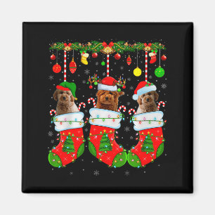 Goldendoodle-Hund in Weihnachts-Socken Lustiger Hu Magnet