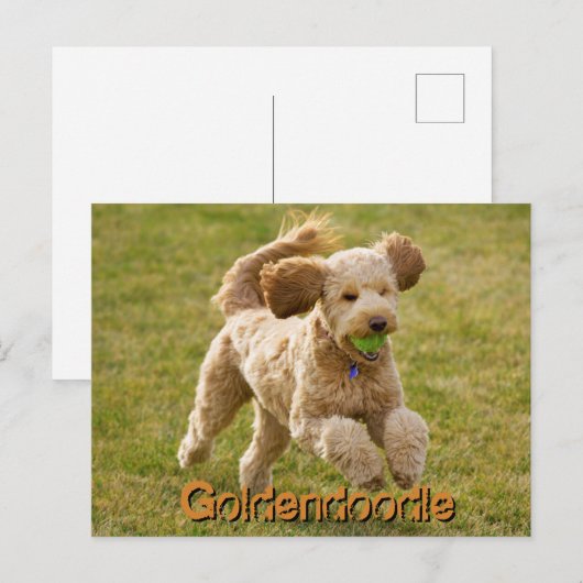 Goldendoodle Hund mit Ball Postkarte (Vorne/Hinten)