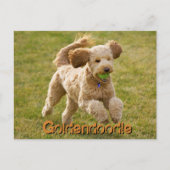 Goldendoodle Hund mit Ball Postkarte (Vorderseite)