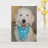 Goldendoodle in blue bandanna card karte (Gelbe Blume)