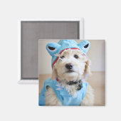 Goldendoodle in Haikostüm Magnet (Vorderseite/Rückseite)
