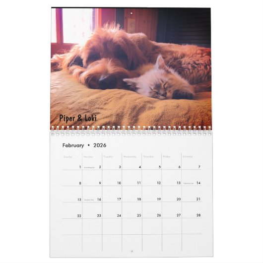 Goldendoodle Kalender (Feb 2026)