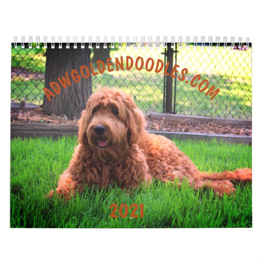 Goldendoodle Kalender (Titelbild)