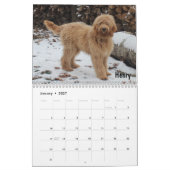 Goldendoodle Kalender (Jan 2027)