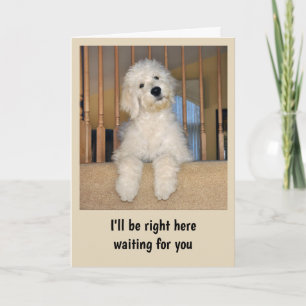 Goldendoodle-Karte Karte
