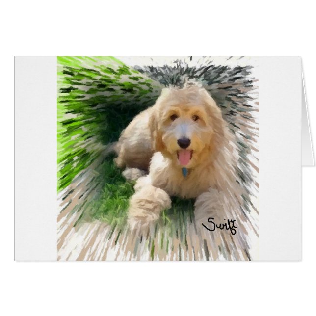 Goldendoodle Labradoodle (Vorderseite (Horizontal))