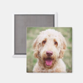 Goldendoodle Lächeln Magnet (Vorderseite/Rückseite)