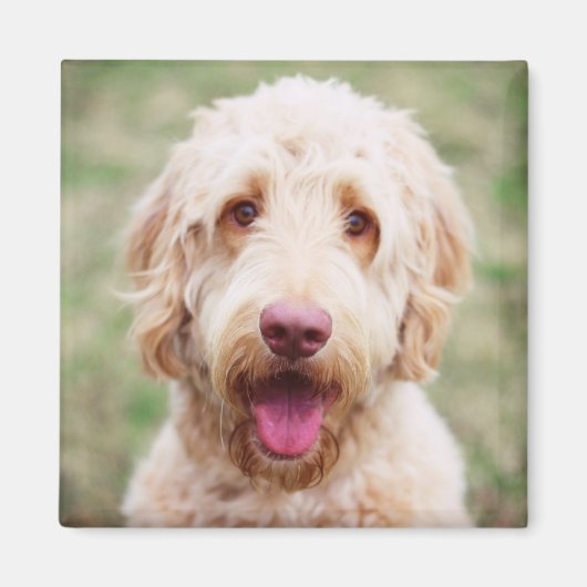 Goldendoodle Lächeln Magnet (Vorne)
