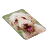 Goldendoodle Lächeln Magnet (Rechte Seite)