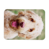 Goldendoodle Lächeln Magnet (Horizontal)