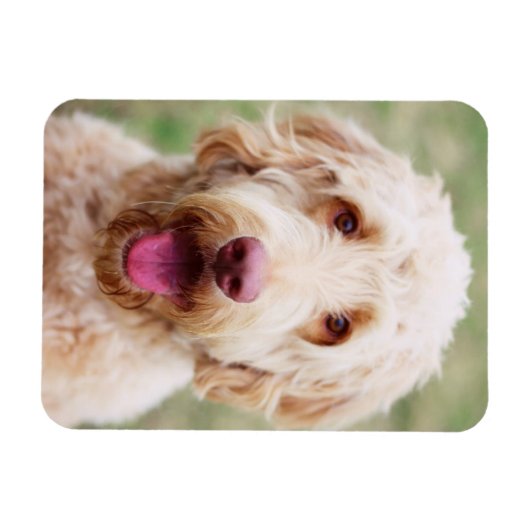 Goldendoodle Lächeln Magnet (Horizontal)