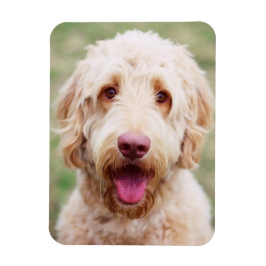 Goldendoodle Lächeln Magnet (Vertikal)