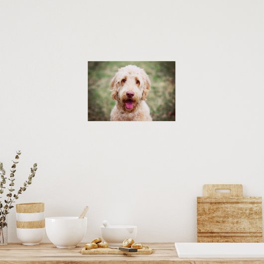 Goldendoodle Lächeln Poster (Küche)
