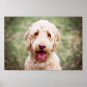 Goldendoodle Lächeln Poster (Vorne)