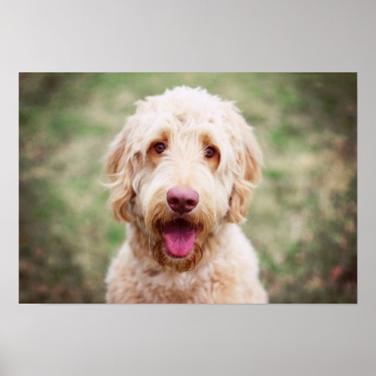 Goldendoodle Lächeln Poster (Vorne)