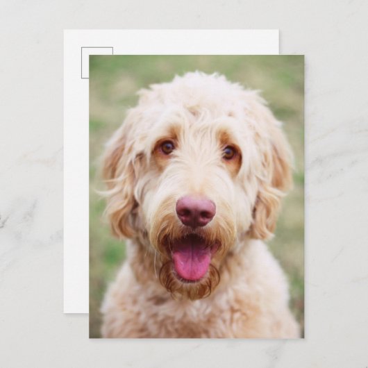 Goldendoodle Lächeln Postkarte (Vorne/Hinten)