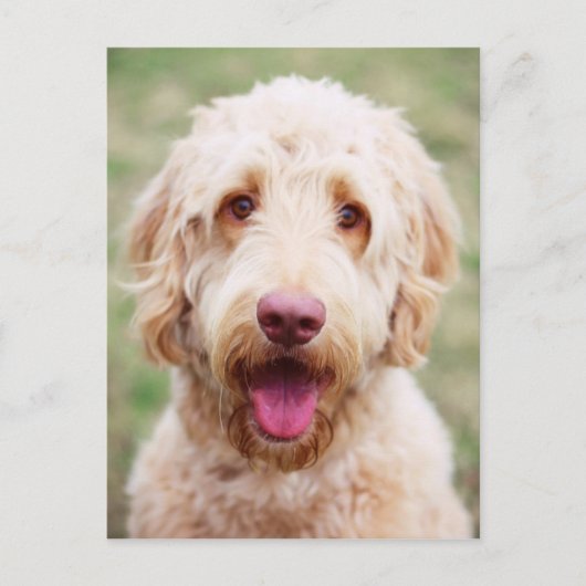Goldendoodle Lächeln Postkarte (Vorderseite)