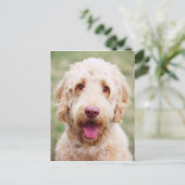 Goldendoodle Lächeln Postkarte (Stehend Vorderseite)